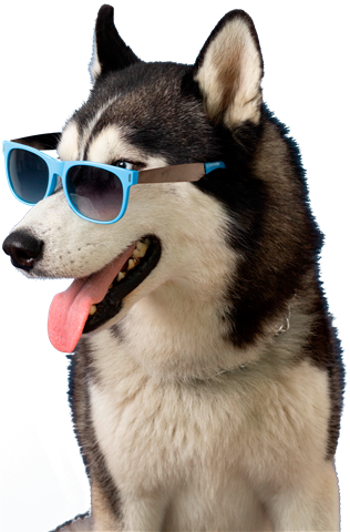 lovely-pet-portrait-isolated (Small)